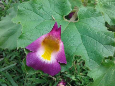 Image of Proboscidea louisianica subsp. fragrans (Lindl.) Bretting