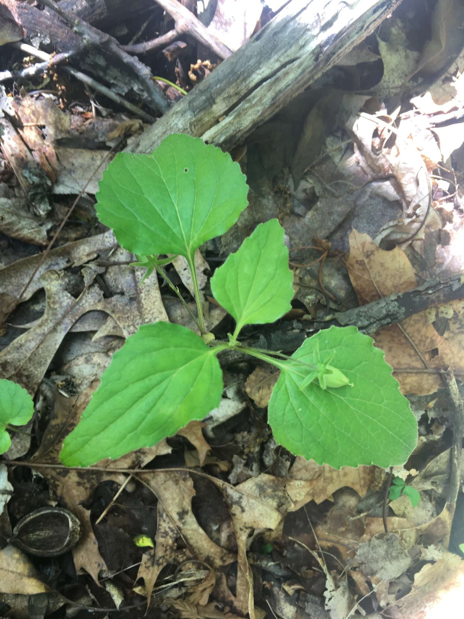 Image of Viola tripartita var. glaberrima (Ging. ex Chapm.) R. M. Harper