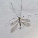 صورة Tipula (Lunatipula) atrisumma Doane 1912