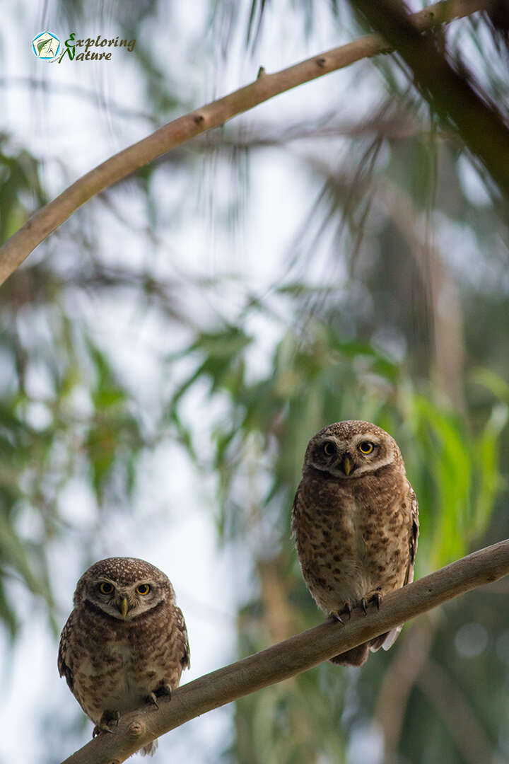 Image of Spotted Owlet