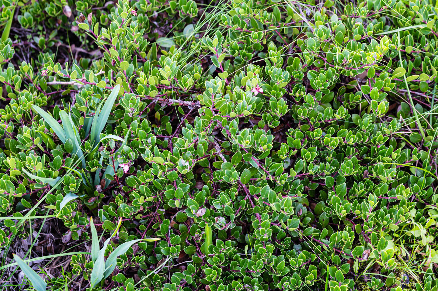 Image of Arctostaphylos uva-ursi subsp. uva-ursi