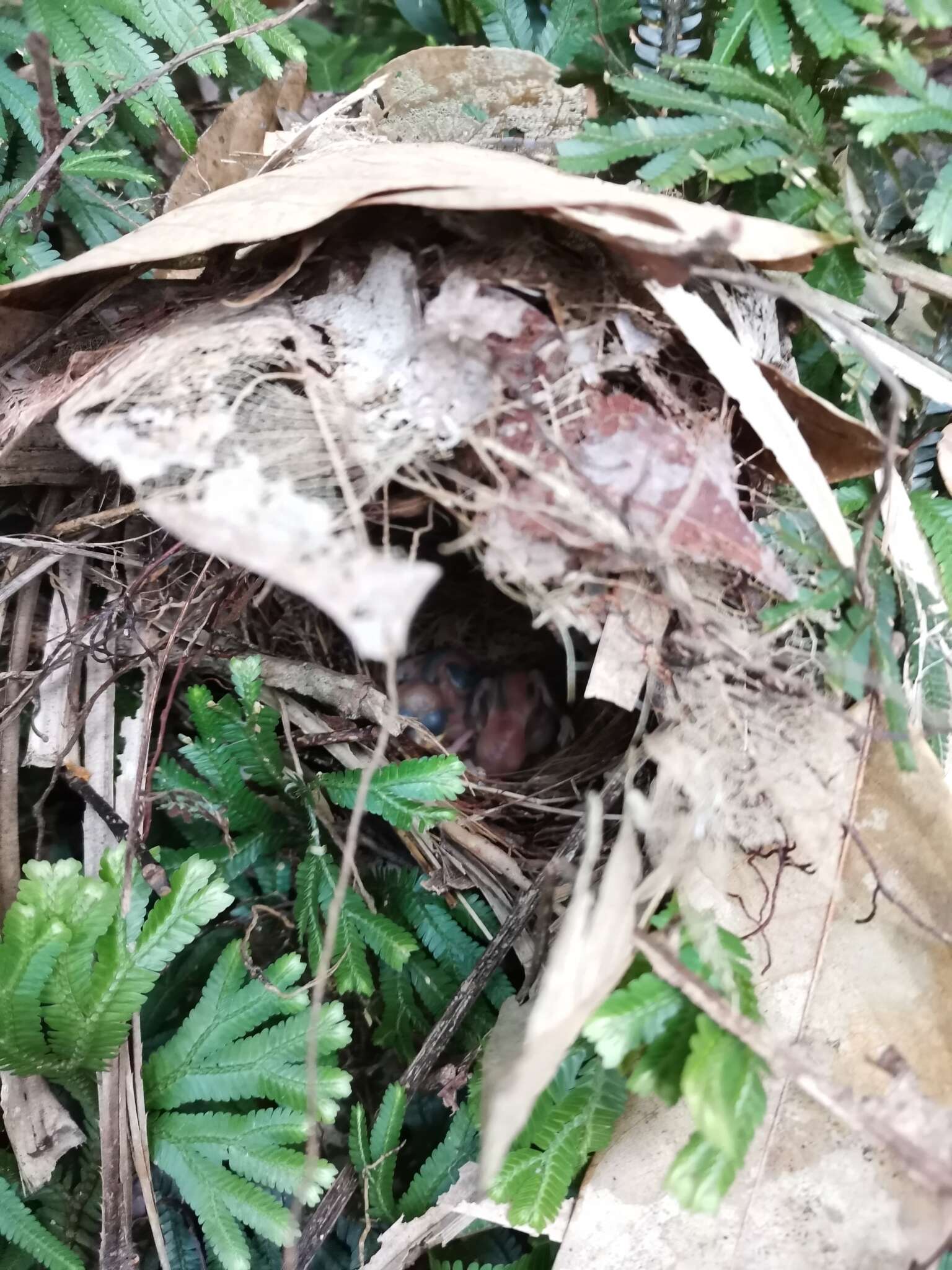 Image of Buff-breasted Babbler