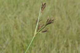 Image of Cyperus rigidifolius Steud.