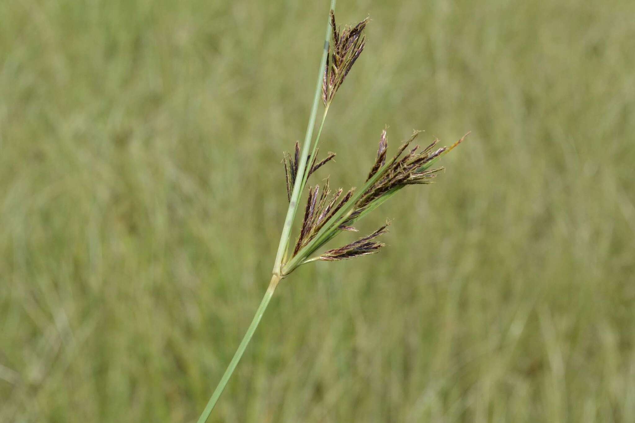 Image of Cyperus rigidifolius Steud.