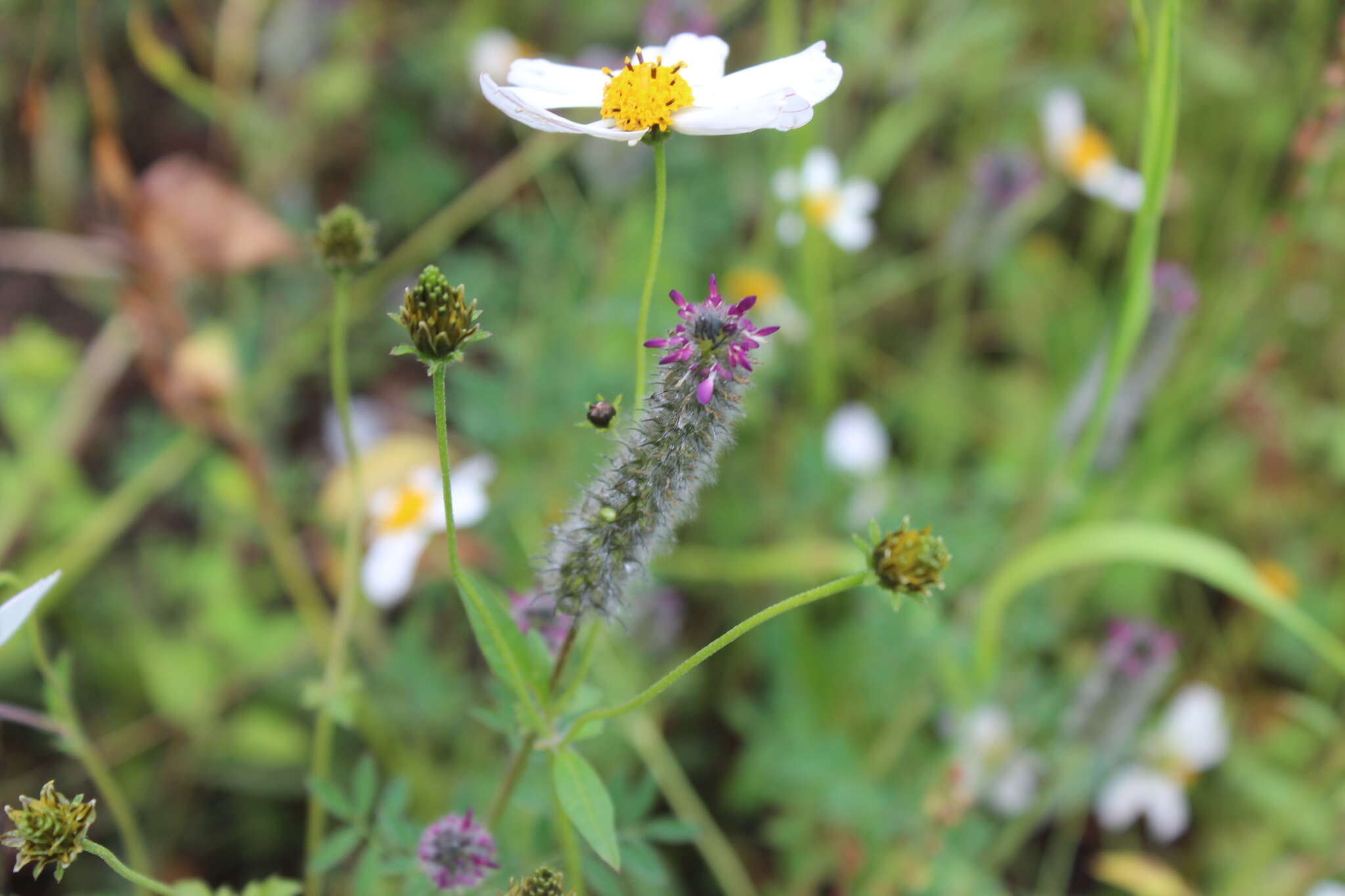 Image of Dalea reclinata (Cav.) Willd.