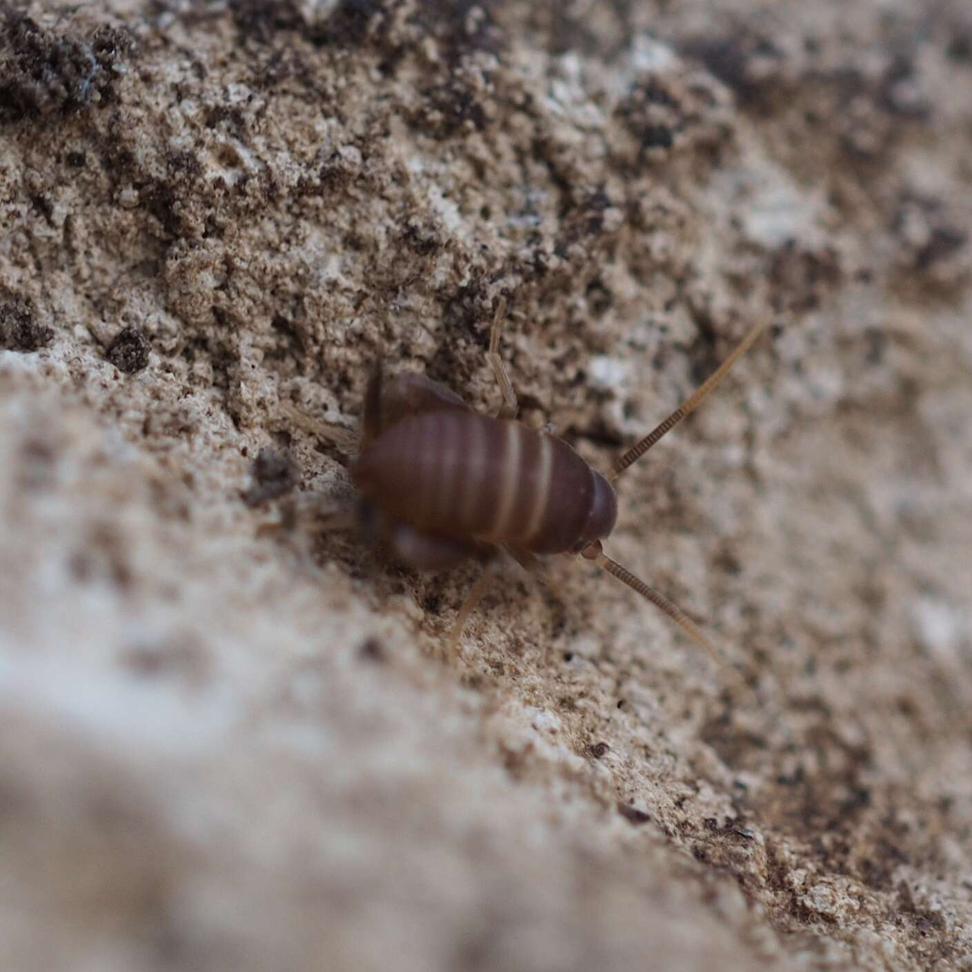 Image de Myrmecophilus (Myrmecophilus) acervorum (Panzer 1799)