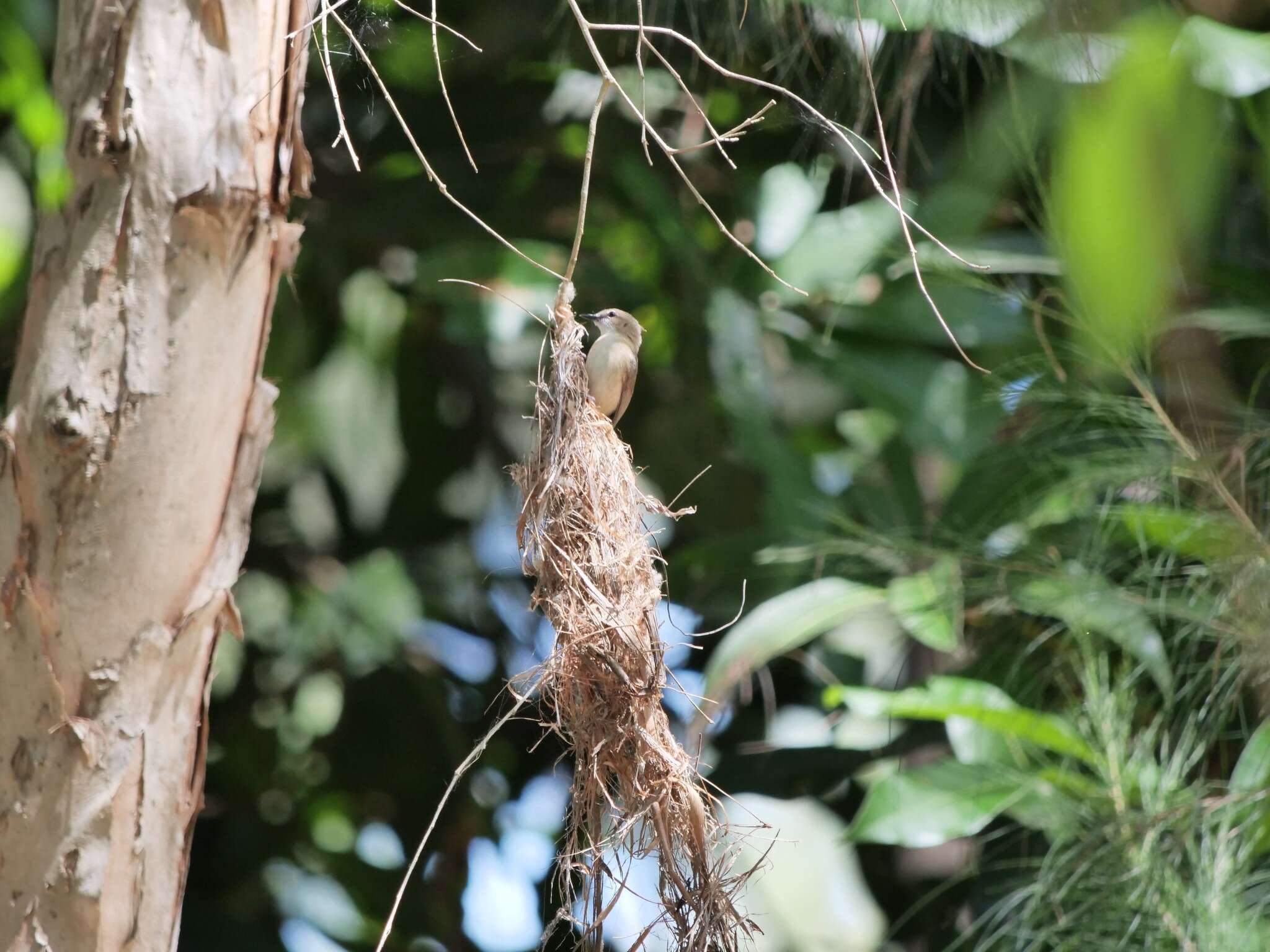 Image of Large-billed Gerygone