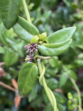 Image of Diplolepis menziesii Schult.