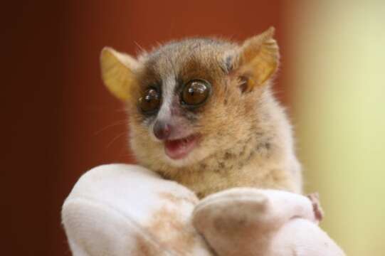 Image of Golden-brown Mouse Lemur