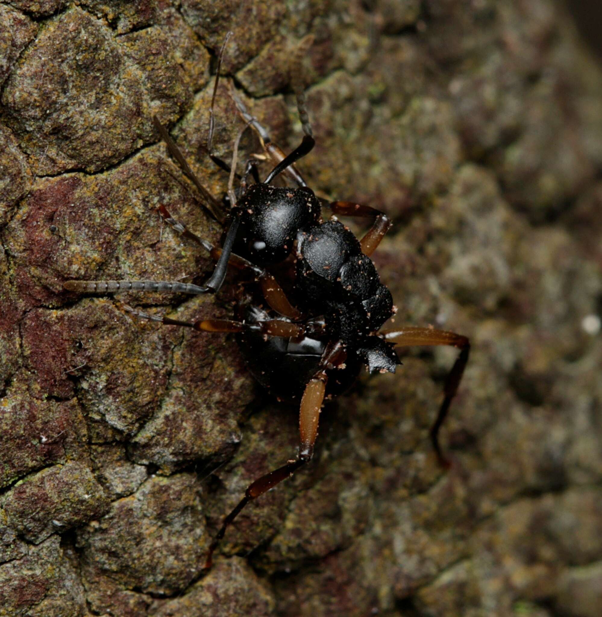 Image de Polyrhachis femorata Smith 1858