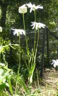 Слика од Leucanthemum superbum (Bergmans ex J. Ingram) D. H. Kent