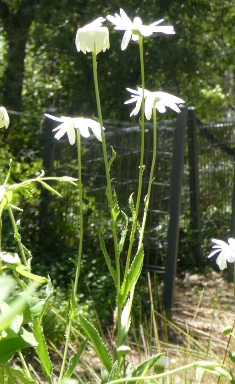 Слика од Leucanthemum superbum (Bergmans ex J. Ingram) D. H. Kent