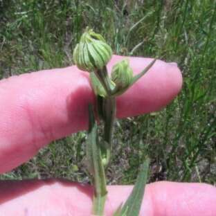 Image of pretty sneezeweed