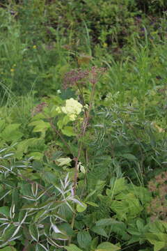 Image de Thalictrum lucidum L.