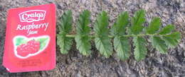 Image of musky stork's bill