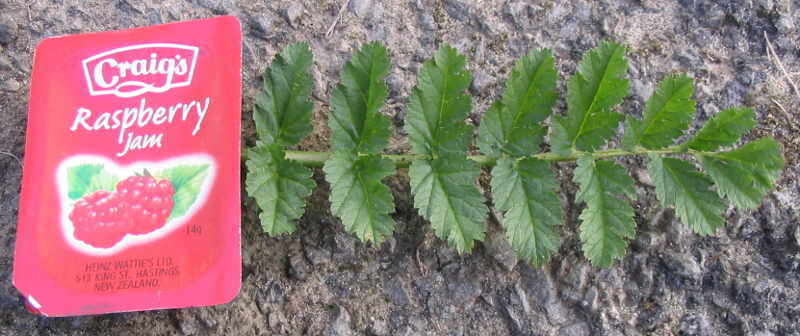 Image of musky stork's bill