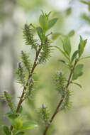 Image of tea-leaved willow