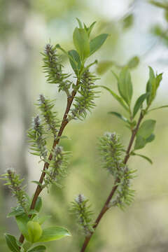 Image of tea-leaved willow