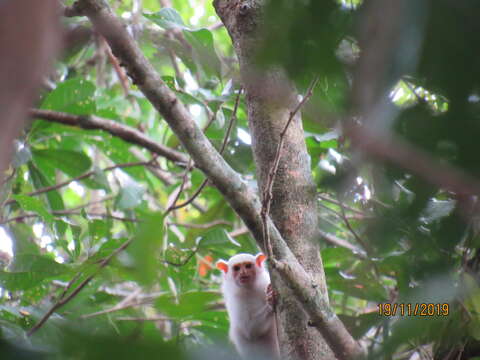 Image of silvery marmoset