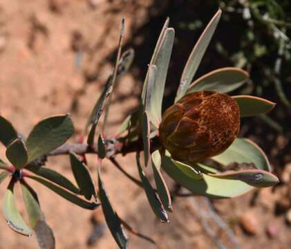 Image of clanwilliam sugarbush