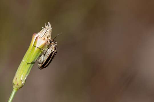 Слика од Epicauta (Epicauta) strigosa (Gyllenhal 1817)