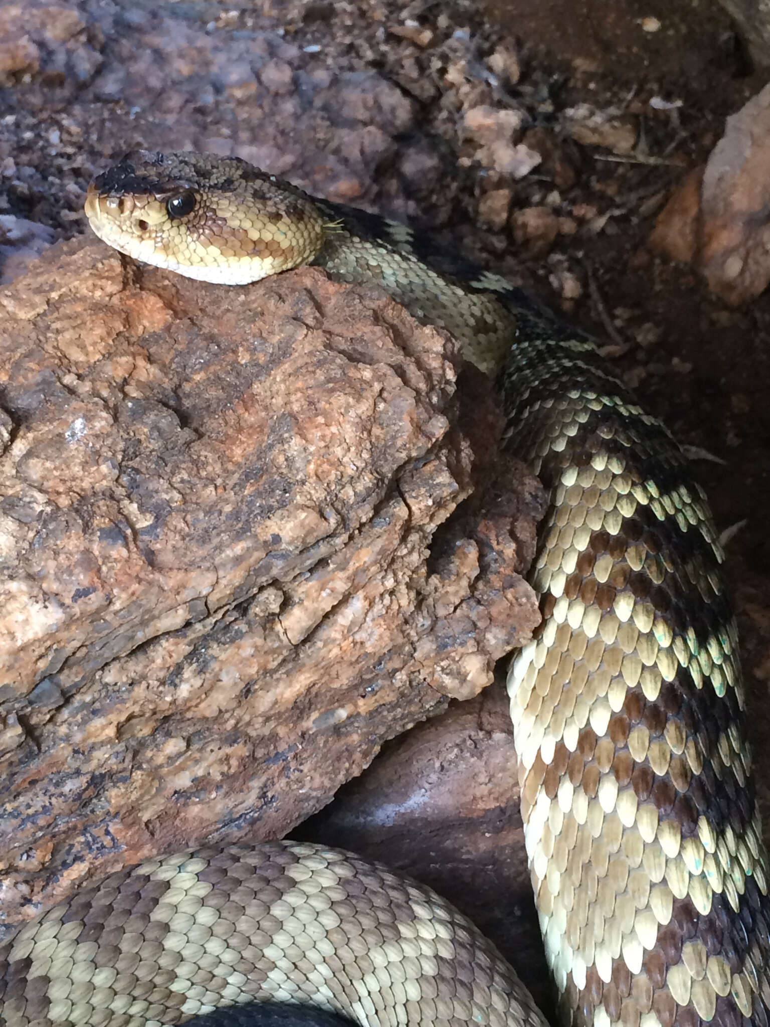 Image of Crotalus molossus molossus Baird & Girard 1853