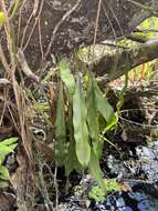 Image of Tailed Strap Fern