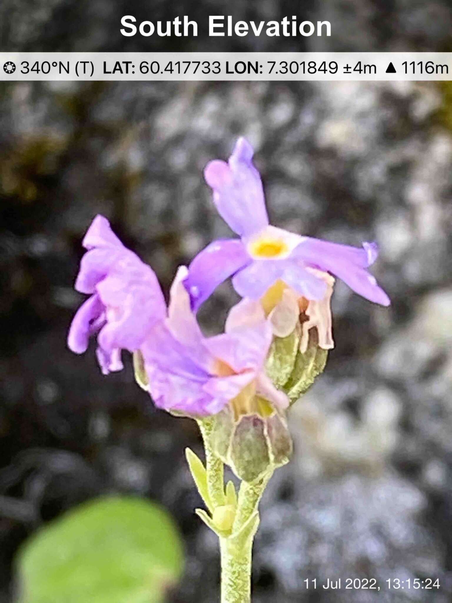 Plancia ëd Primula scandinavica Brunn.