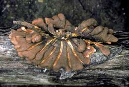 Image of Hypocreopsis amplectens T. W. May & P. R. Johnst. 2007