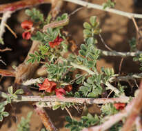 Indigofera intricata Boiss.的圖片