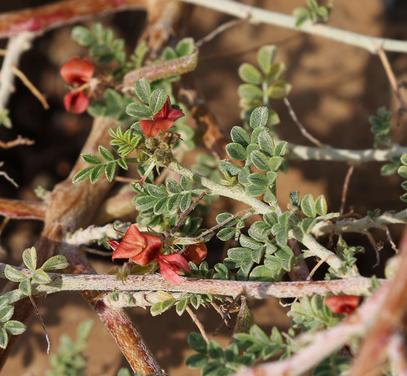 Indigofera intricata Boiss.的圖片