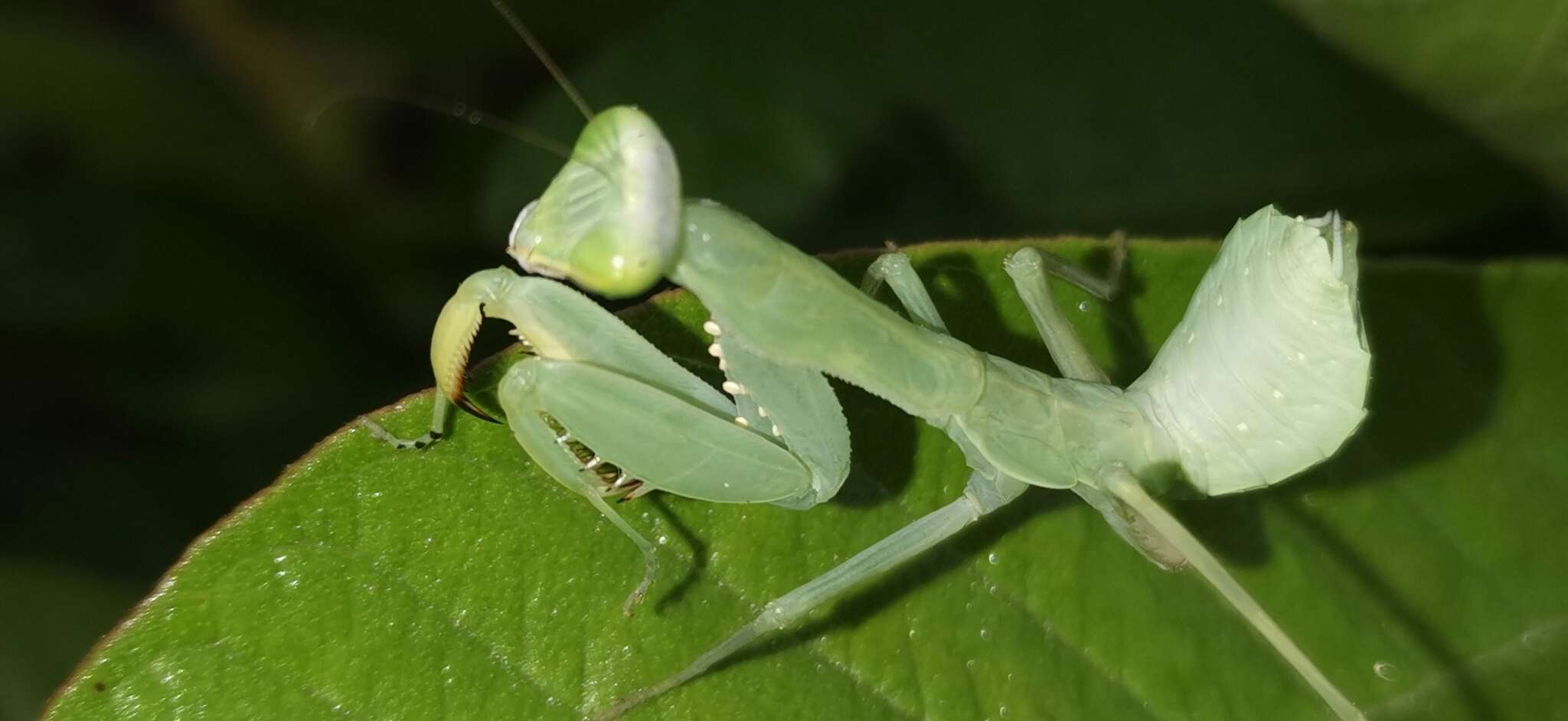 Image of Hierodula bhamoana Giglio-Tos 1912