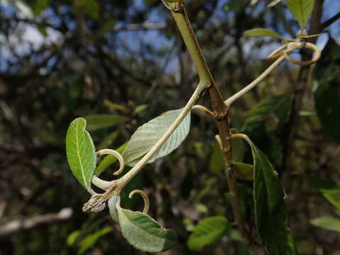 Image of Hugonia coursiana H. Perrier