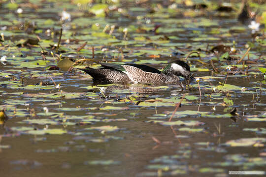 Image of Green Pygmy Goose