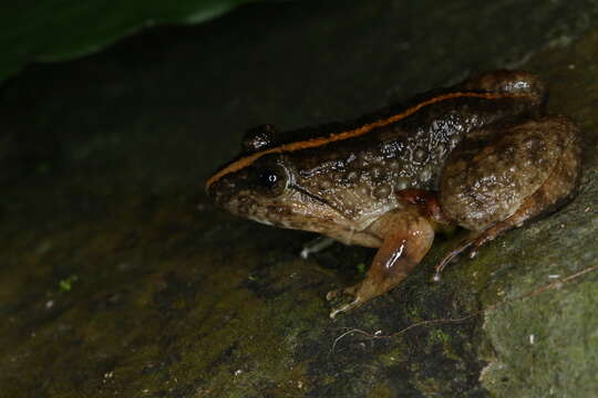 Image of Limnonectes nguyenorum McLeod, Kurlbaum & Hoang 2015