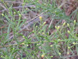 Image of Dittrichia viscosa subsp. revoluta (Hoffmgg. & Link) P. Silva & Tutin