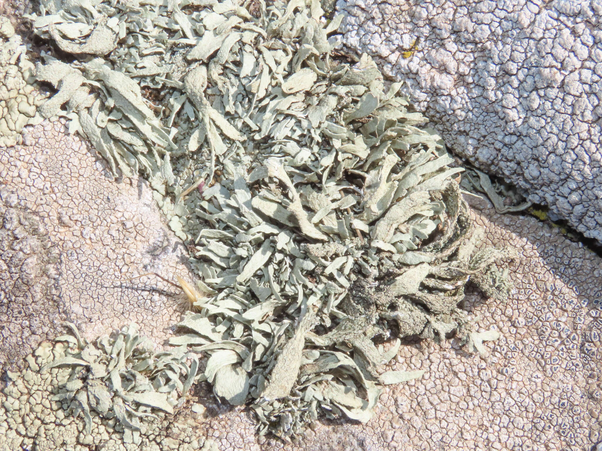 Image of cartilage lichen