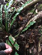 Image of Austroblechnum patersonii (R. Br.) Gasper & V. A. O. Dittrich