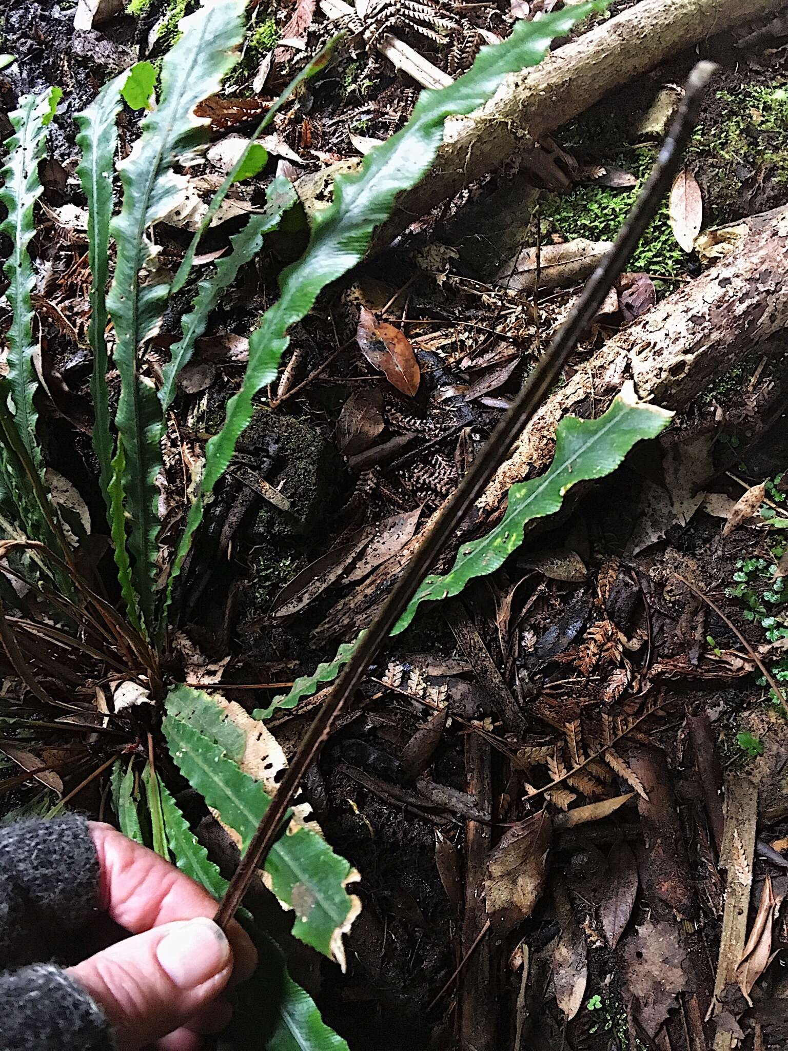 Plancia ëd Austroblechnum patersonii (R. Br.) Gasper & V. A. O. Dittrich