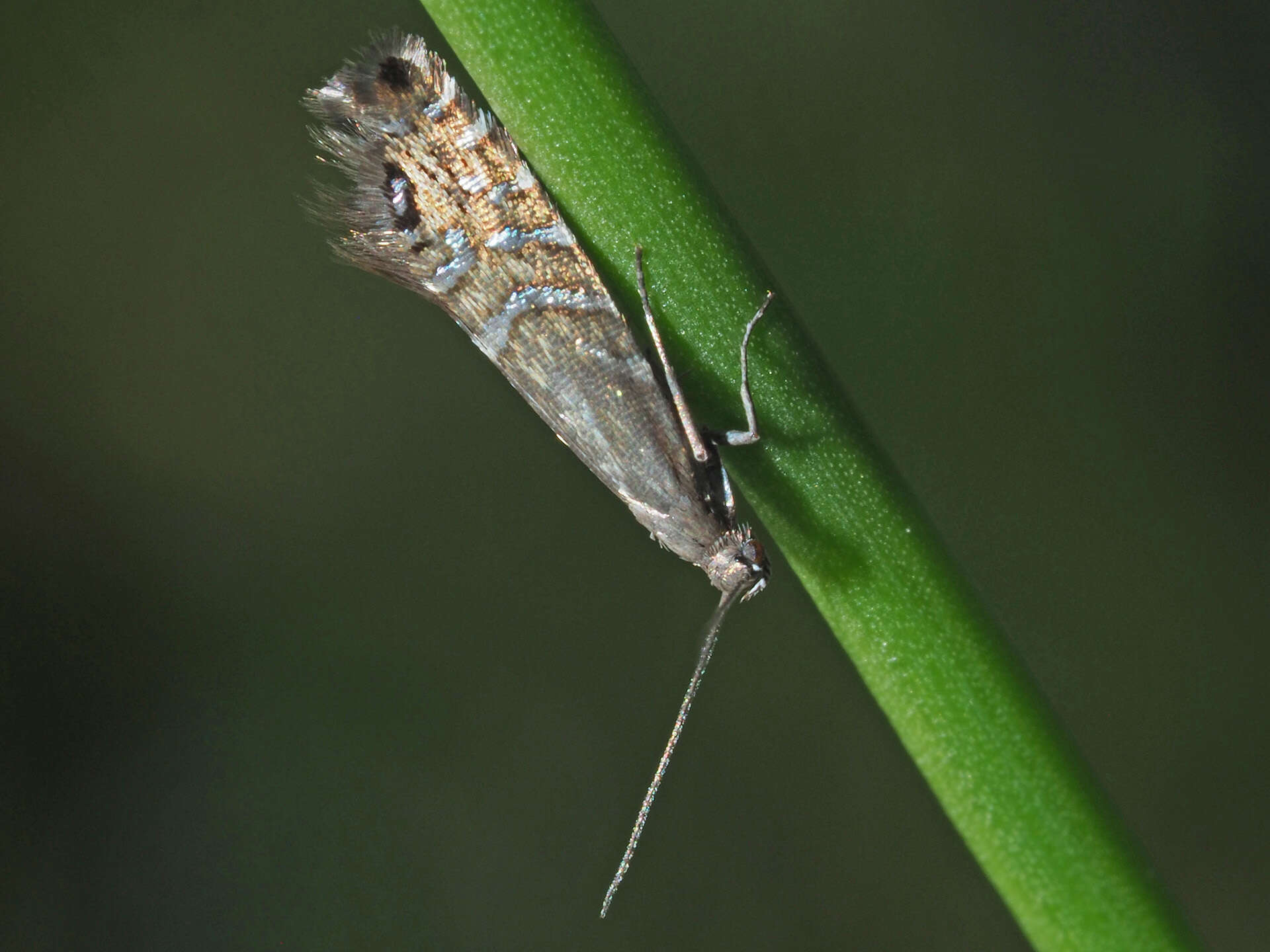 Слика од Glyphipterix thrasonella Scopoli 1763