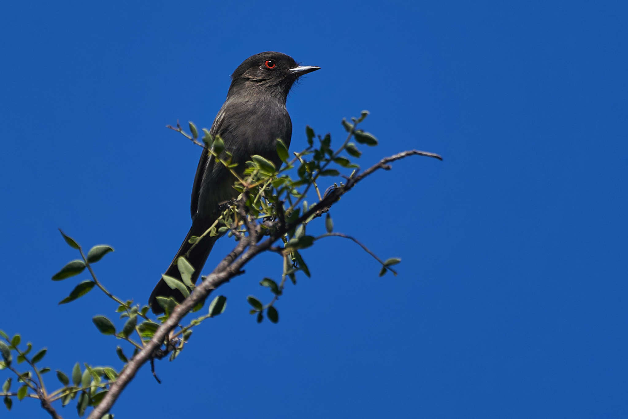 Knipolegus striaticeps (d'Orbigny & Lafresnaye 1837)的圖片