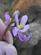 Image of <i>Cleome <i>oxyphylla</i></i> Burch. var. oxyphylla