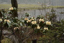 صورة Rhododendron wightii Hook. fil.