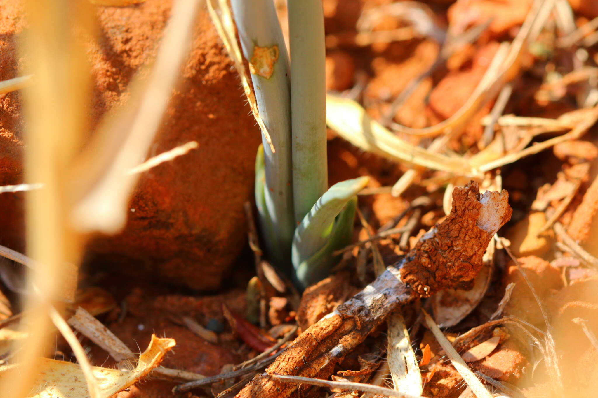 Image of Albuca glauca Baker