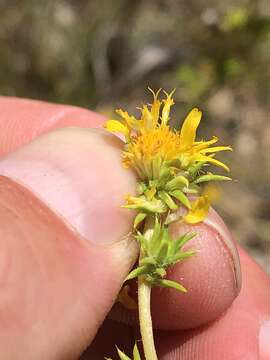 Image of common tarweed