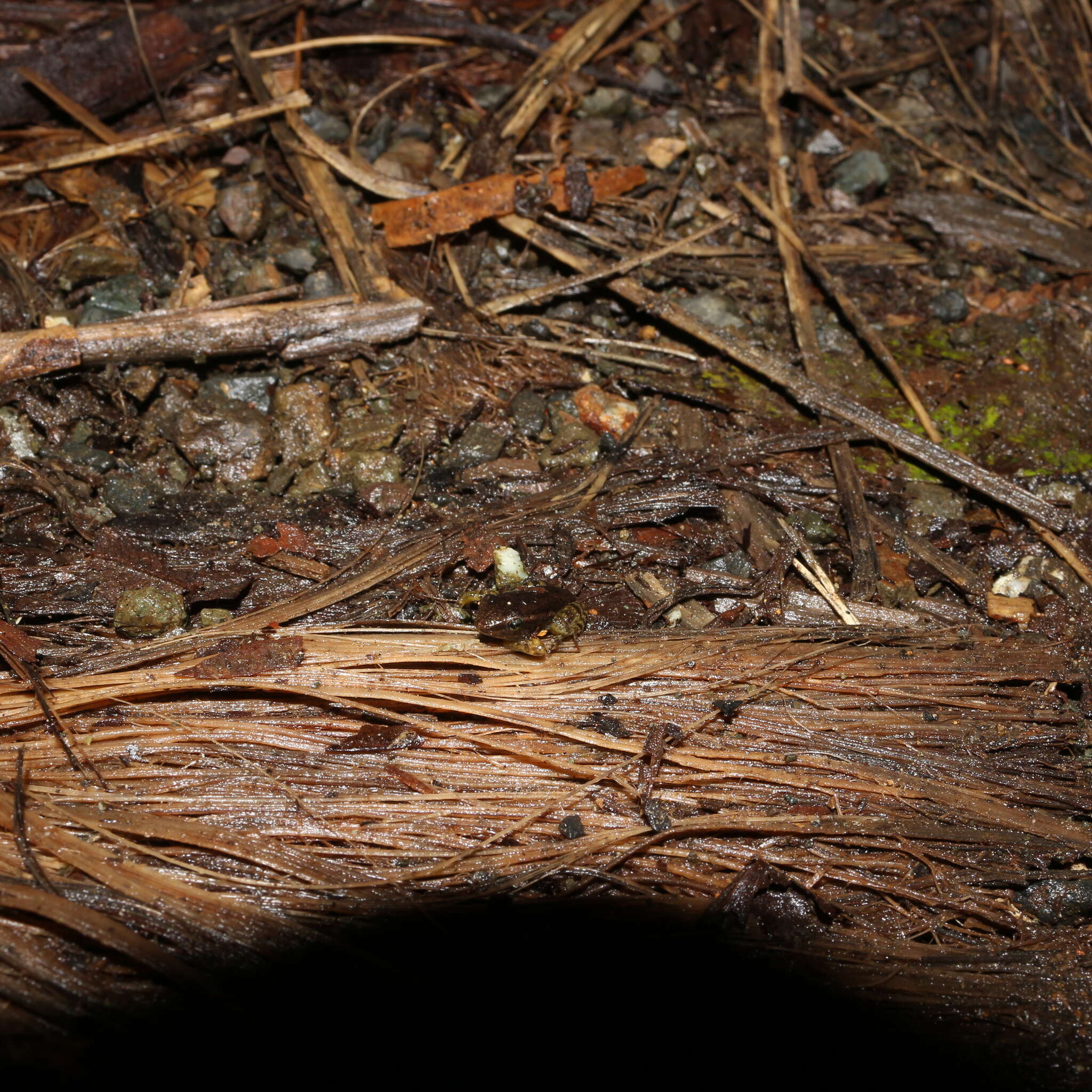 Sivun Leucostethus brachistriatus (Rivero & Serna 1986) kuva