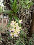 Image of Aerides houlletiana Rchb. fil.