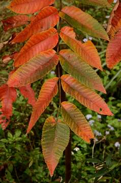 Слика од Rhus chinensis var. roxburghii (DC.) Rehd.