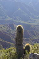 Image of Echinopsis terscheckii (J. Parm. ex Pfeiff.) H. Friedrich & G. D. Rowley