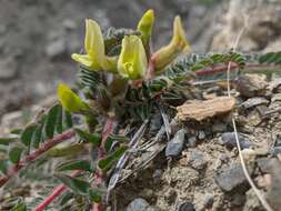 Sivun Astragalus utriger Pall. kuva